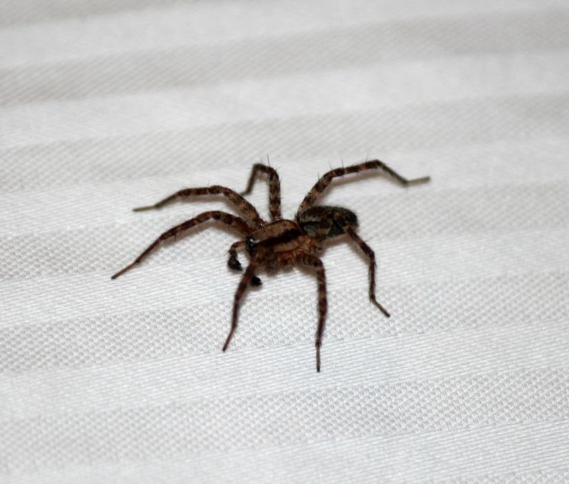 big spider on the bed