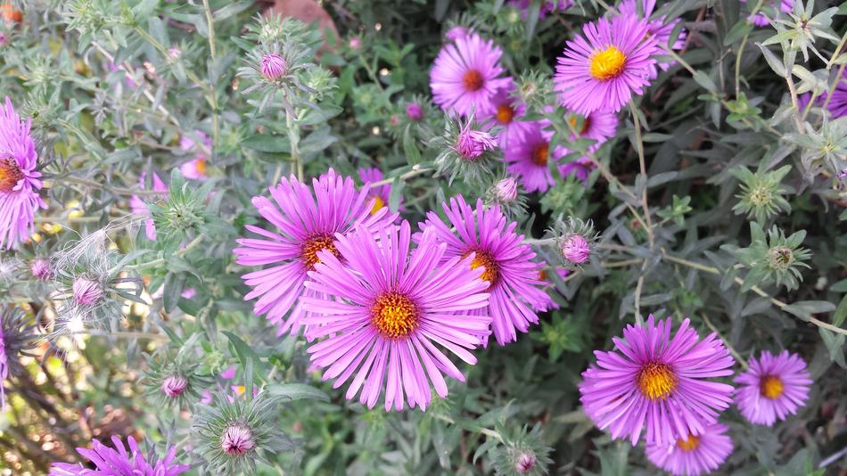 purple Flowers September Bouquet