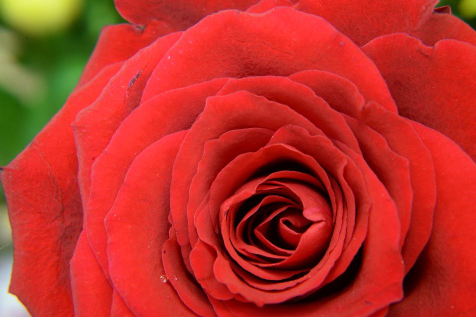 Plants Flower Rose