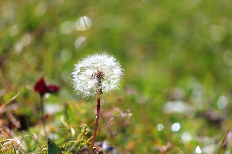 Flower Nature Happy
