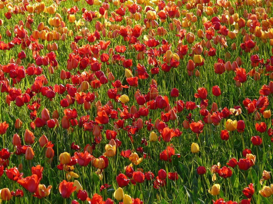 Tulip Field Backlighting Shining