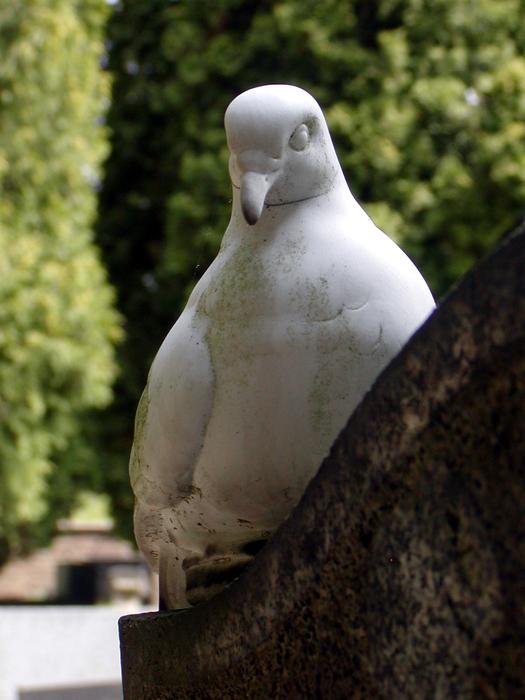 Sadness Dove White