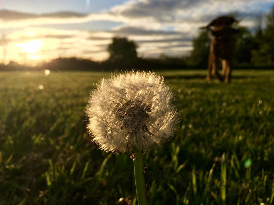 Summer Dandelion Nature