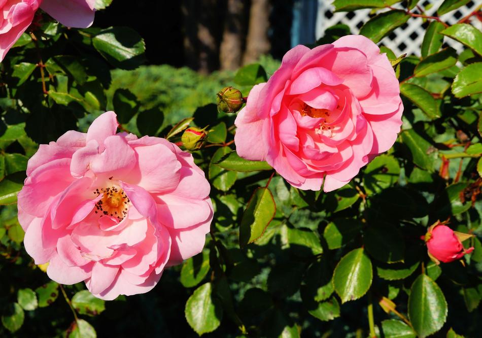 Roses Flowers Red