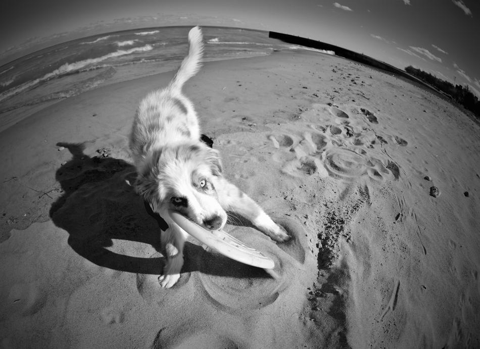 Puppy Dog Cute