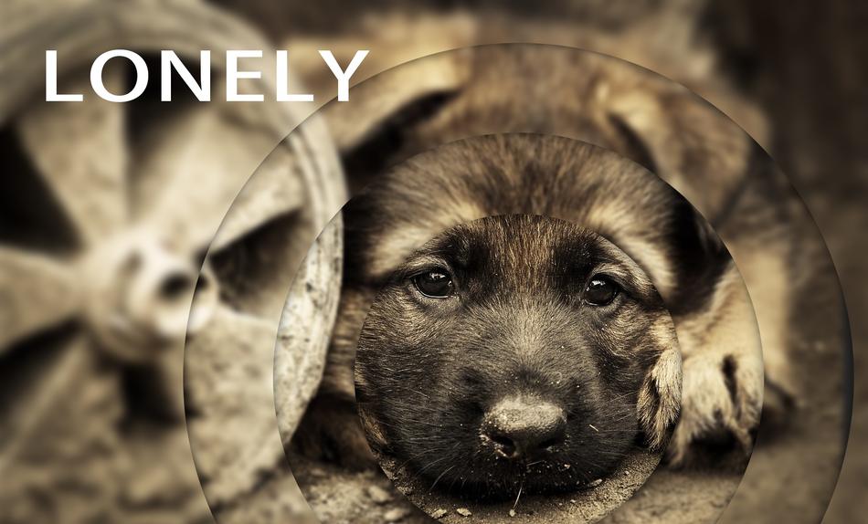 lonely pet dog