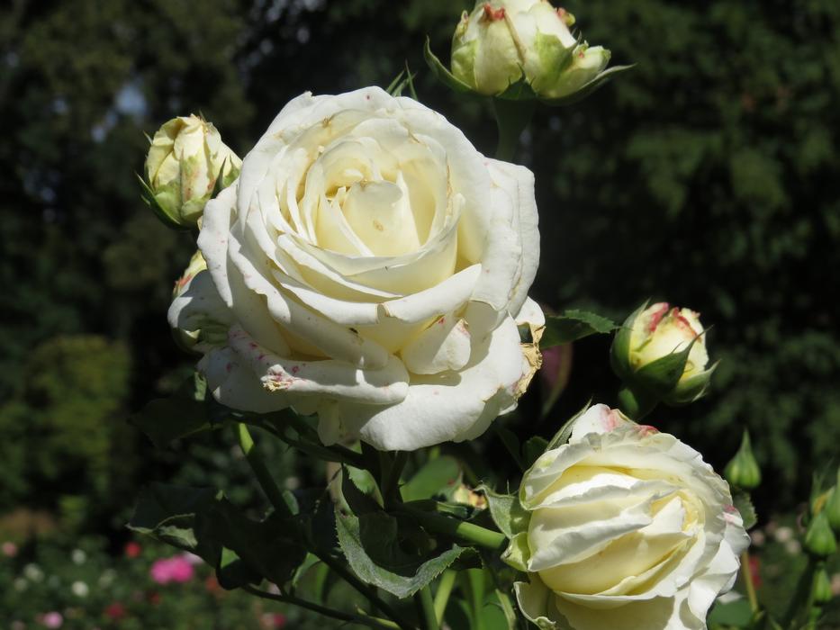 white Rose Flowers in Park