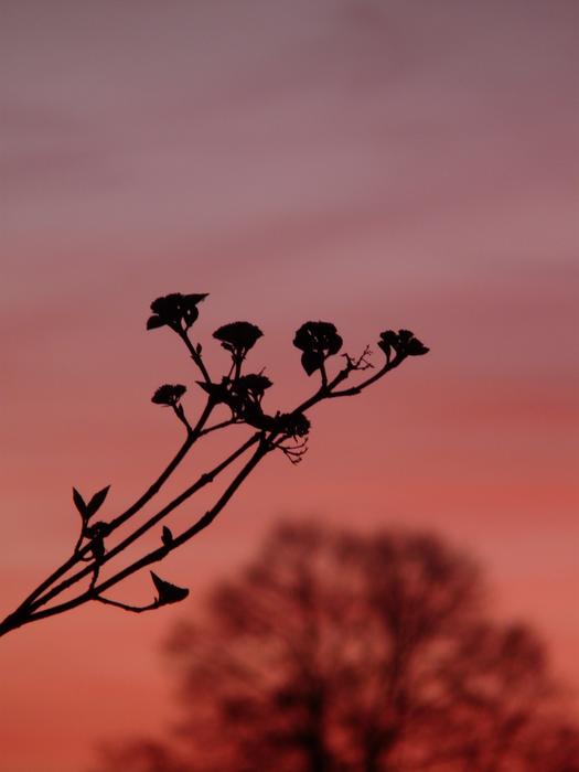 Plant Bush at sunset Backlighting