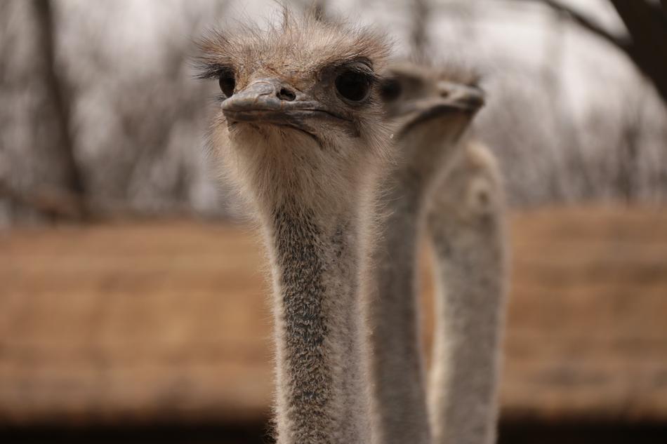 Animal The Ostrich There Is