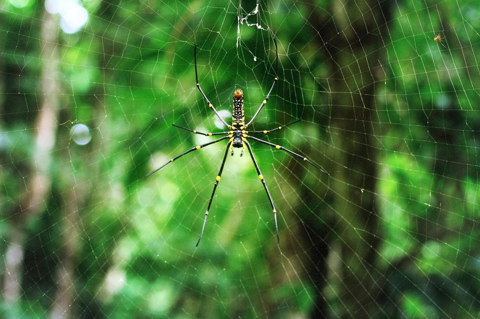 Spider Nature Insect