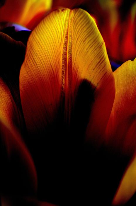 Flowers Tulip Light