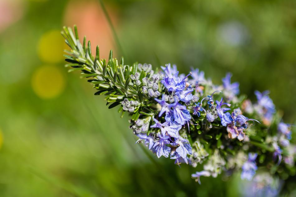Flower Spring Color