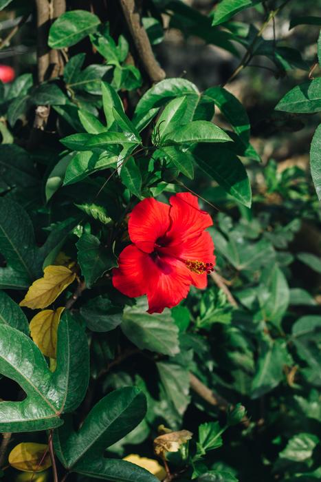 Flower Flowe Flowers Bloom