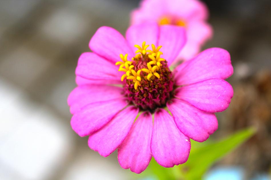 Flower Love Heart