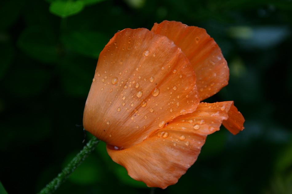 Leaf Fold Orange