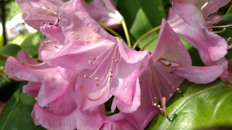 Pink Young Floral