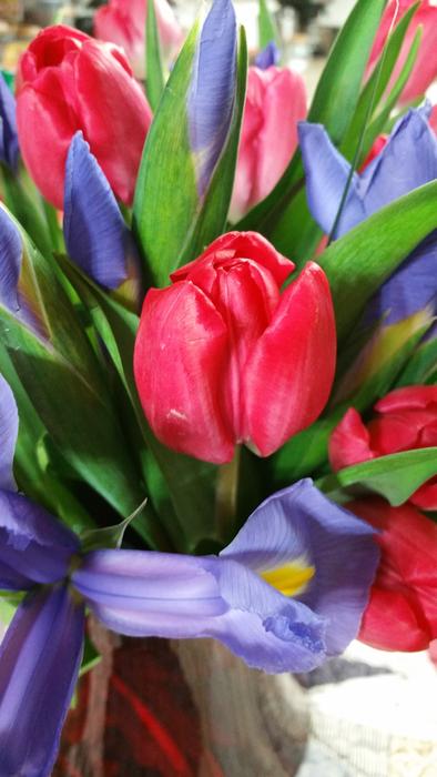 Tulip Red and purple Flowers