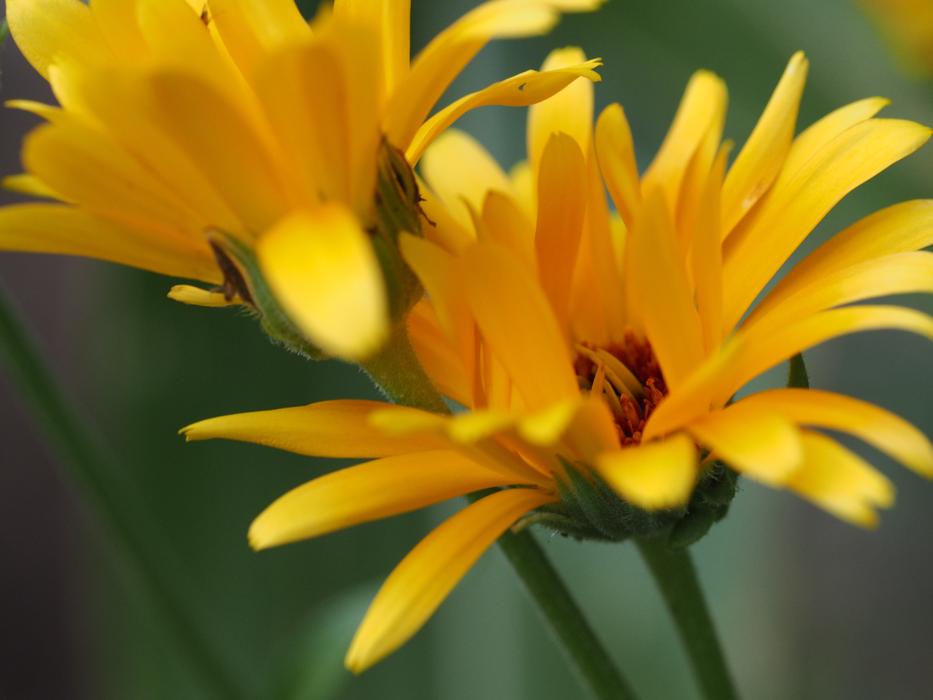 Flower Yellow