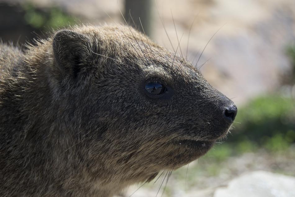 Dassie Animal Cute