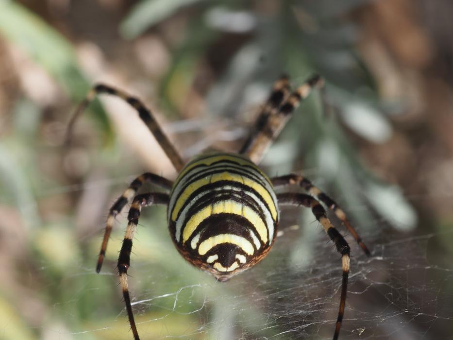 Wasp Spider Nature Fauna