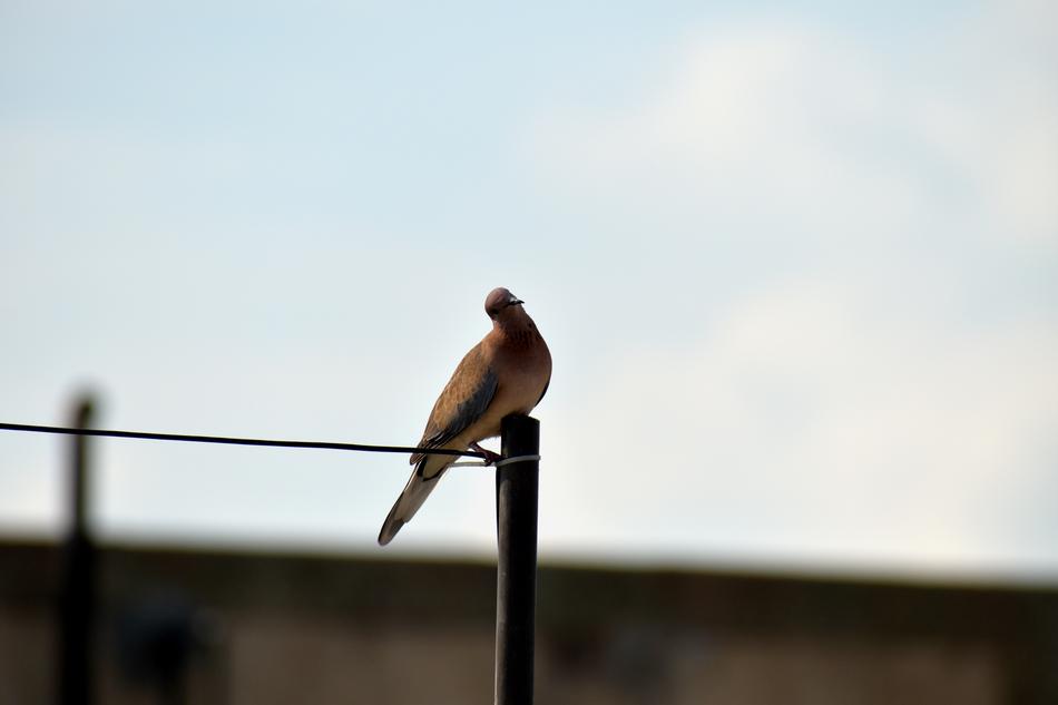 bird sitting on the fence