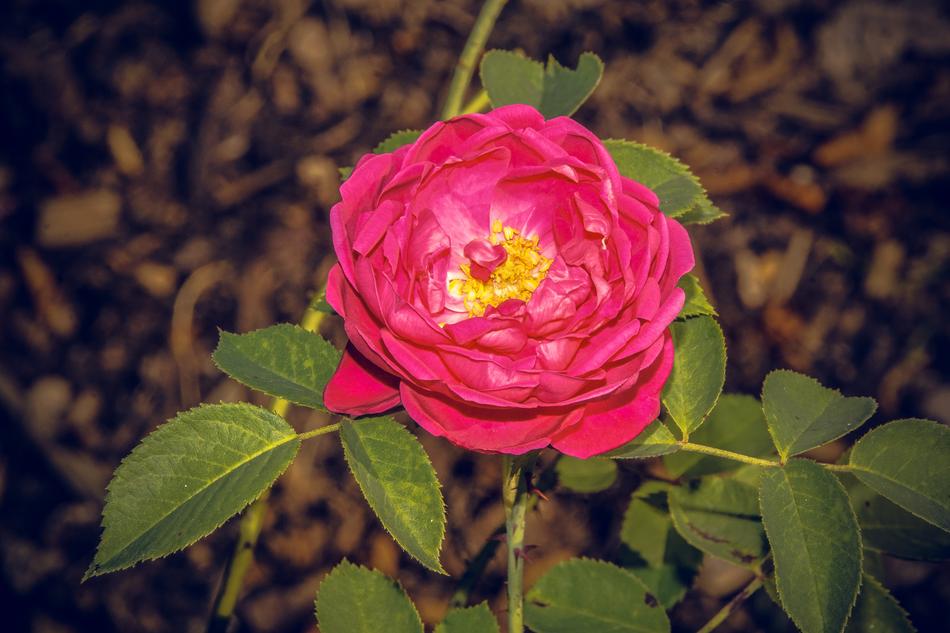 Rose pink Blooming Closeup view