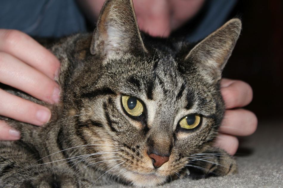 Cat Pet Animal