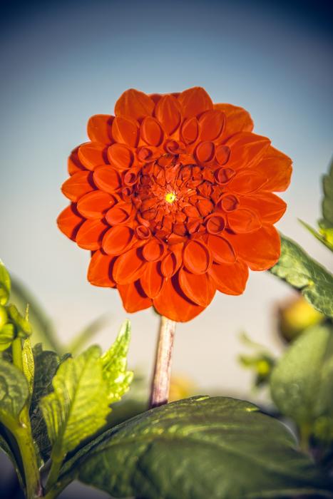 Dahlia Blossom Bloom