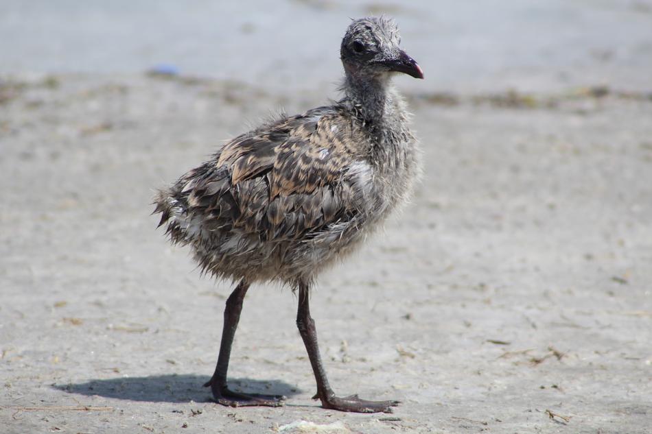 Laughing Gull Chick Baby