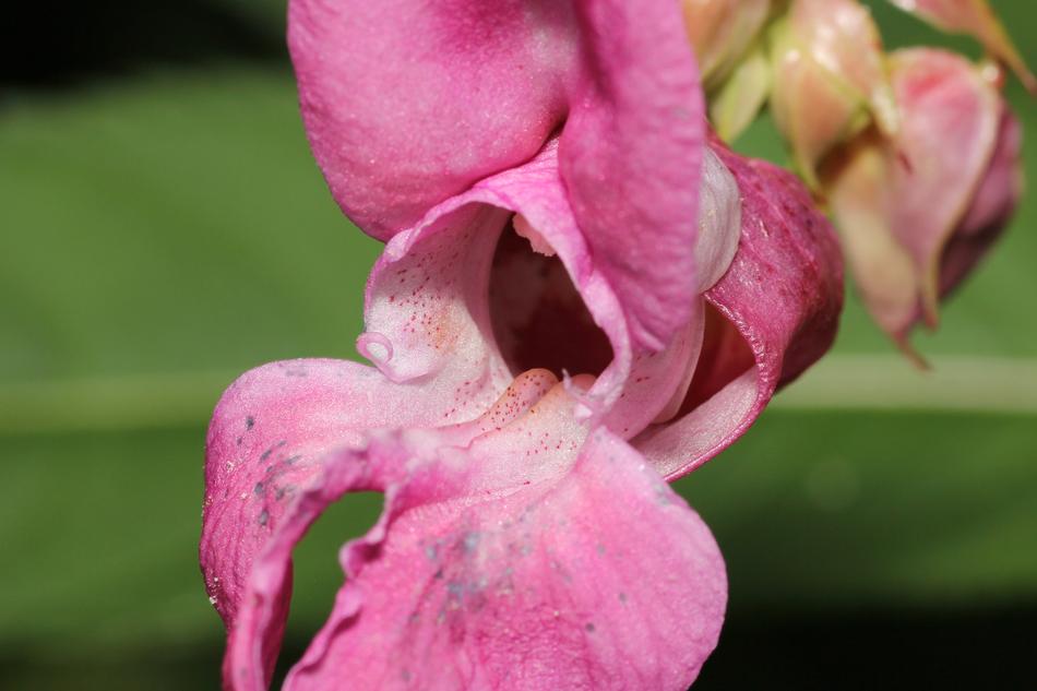 Flower Sprinkle Mouth