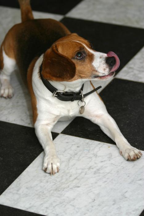 Dog Pet Canine