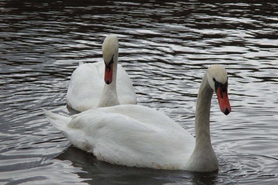 Swan Love Bird