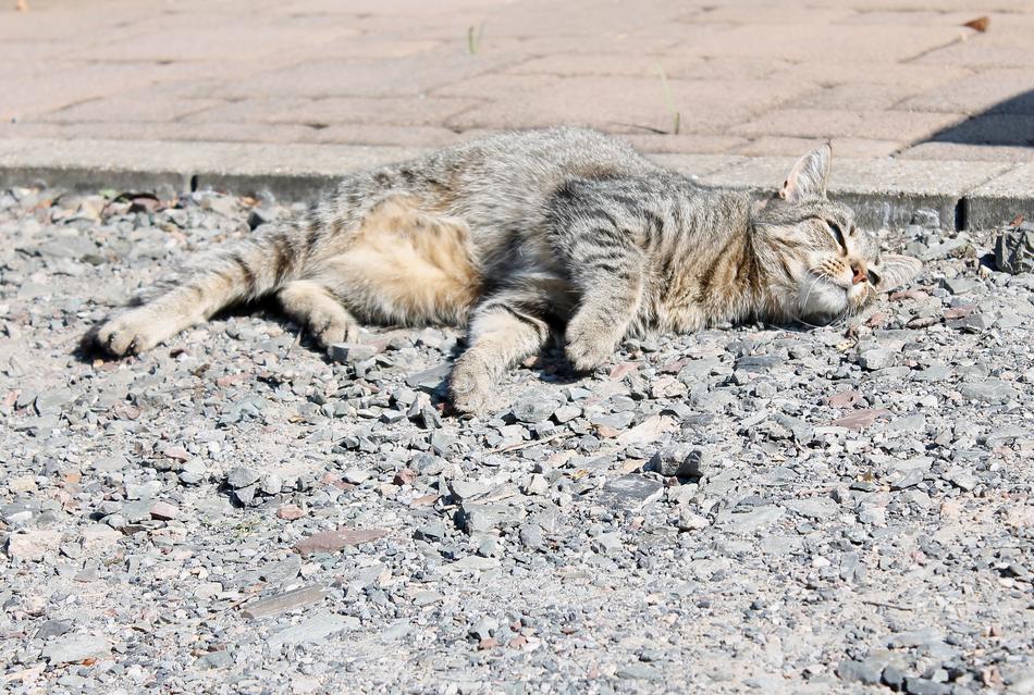 Cat Domestic Animals