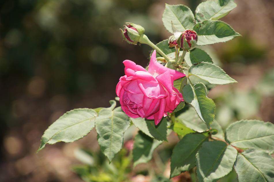 Rose Mme Isaac Pereire
