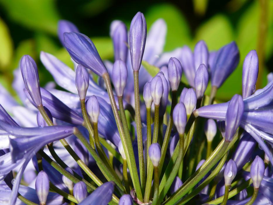 Agapanthus Flower Blue