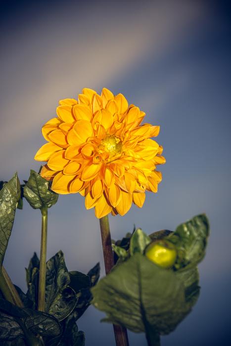 Dahlia Blossom Bloom