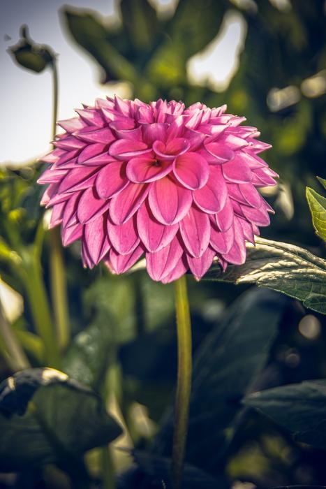 Dahlia Blossom Bloom