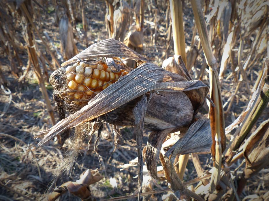 Corn Dry On The Cob Close