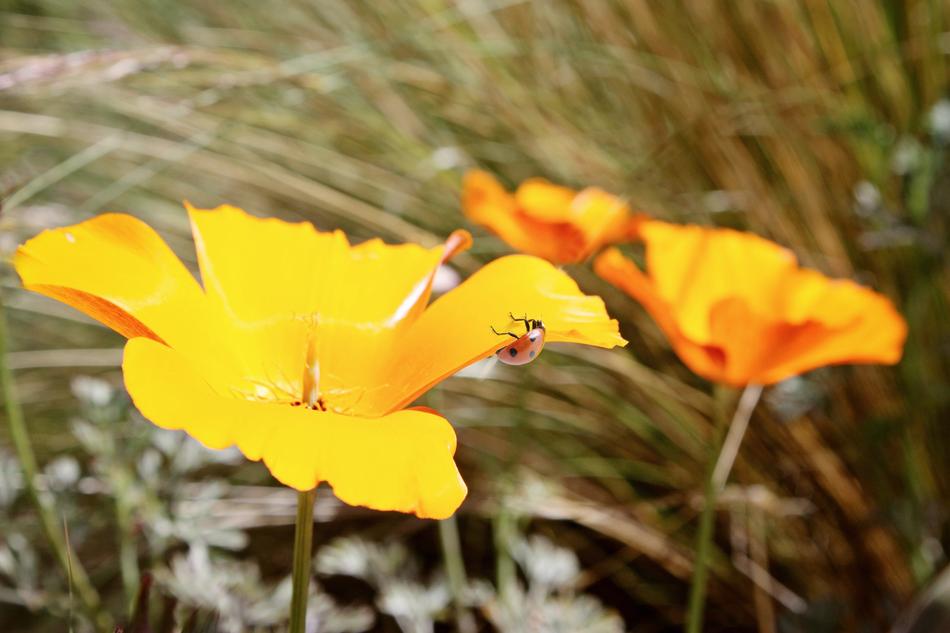 Poppy Ladybug Nature