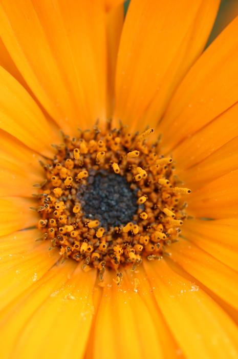 Gerber Daisy Flower