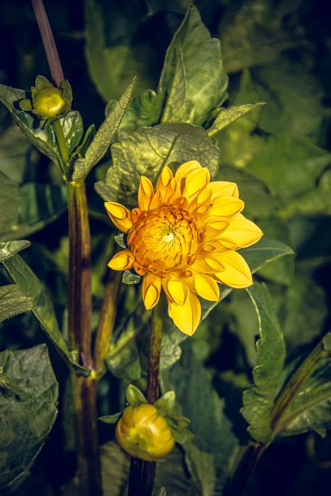 Dahlia Blossom Bloom
