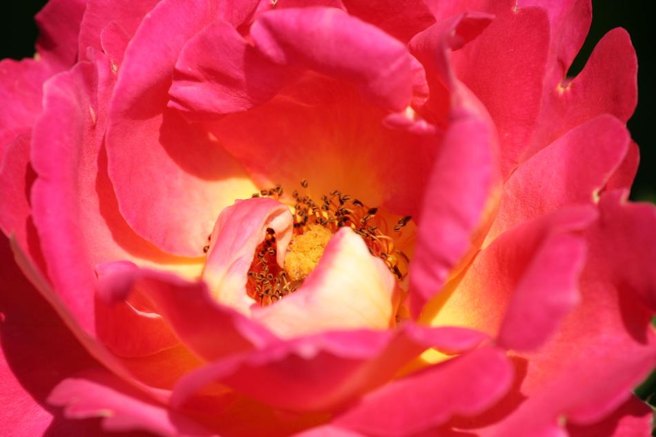 Pink Heart Flower