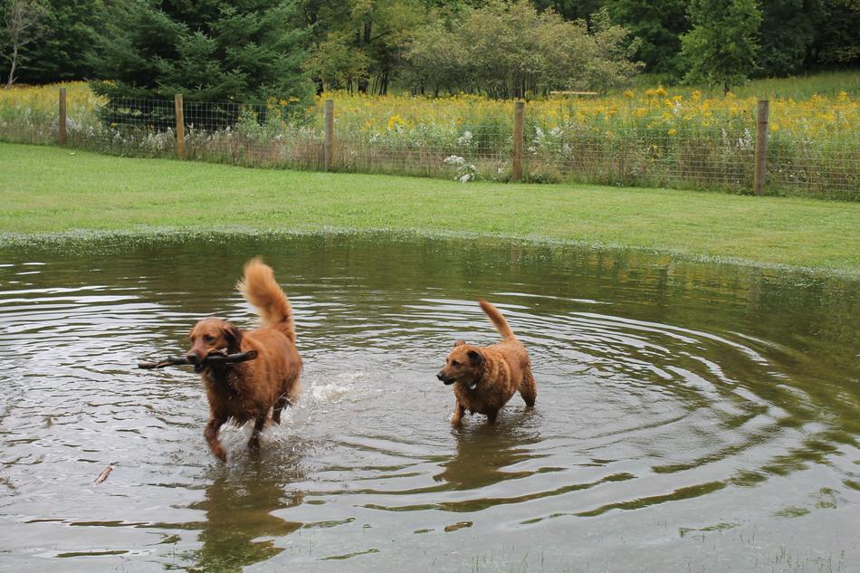 dogs playing in the pond