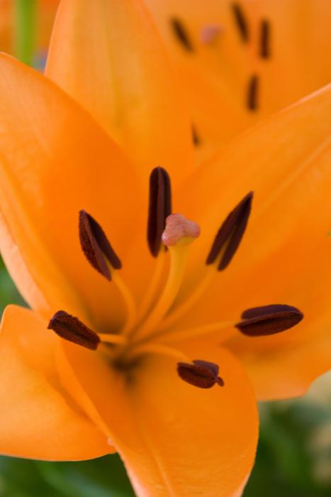 Lilies Lily Flowers