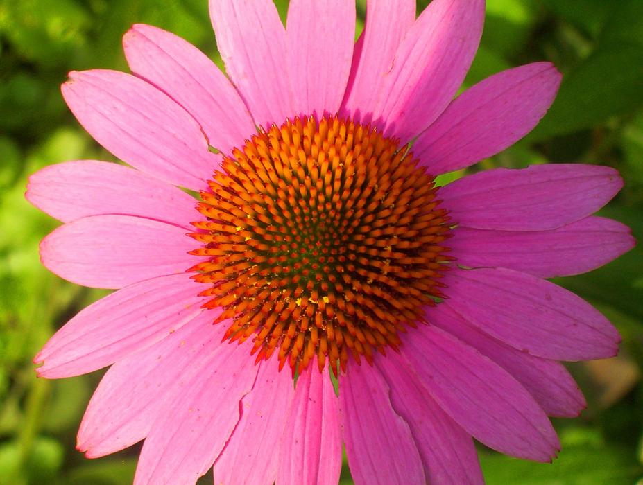 Daisy Flower Pink