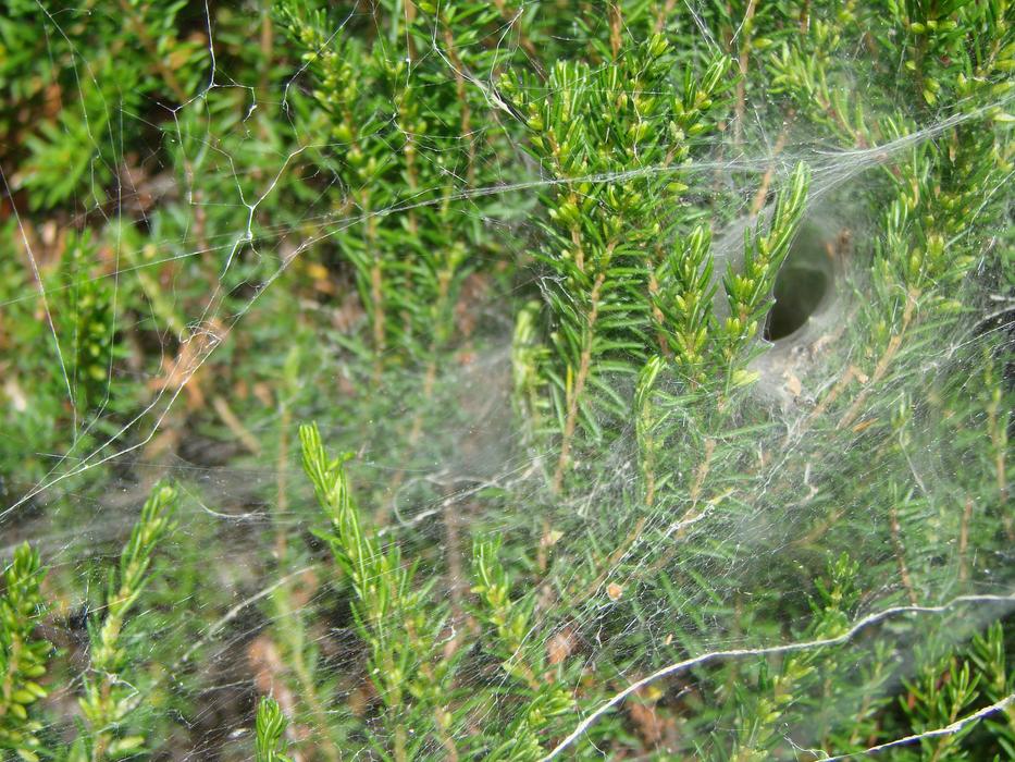 Spider Tunnel-Shaped Canvas Prey