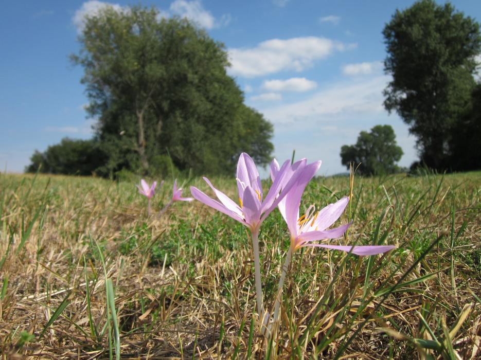 Sky Clouds Trees Colchicum