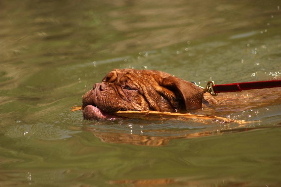 dog swimming with a branch in its teeth