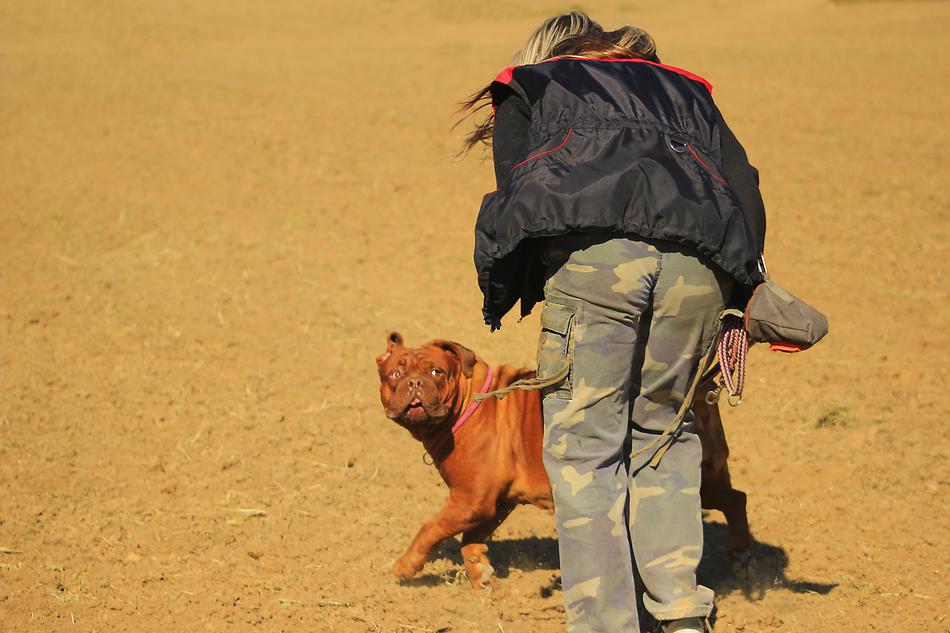 Bordeaux De Mastiff