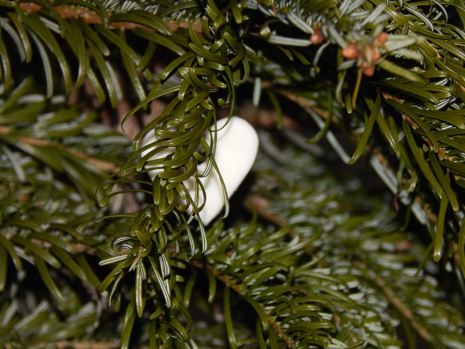 Heart Christmas Tree